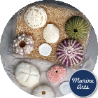 8072 - Sea Urchin - Assorted Pack